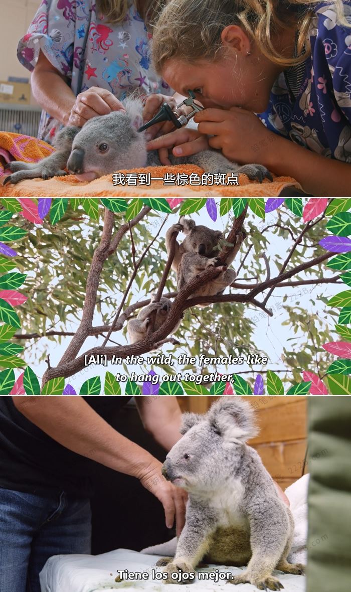 《伊兹的考拉世界Izzys Koala World》第一季全8集英语中英字主题纪录片 百度云网盘下载