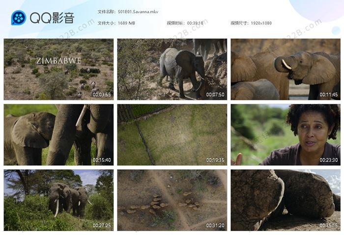 《大象的秘密Secrets Of The Elephants》第一季全4集英语英字科普纪录片 百度云网盘下载
