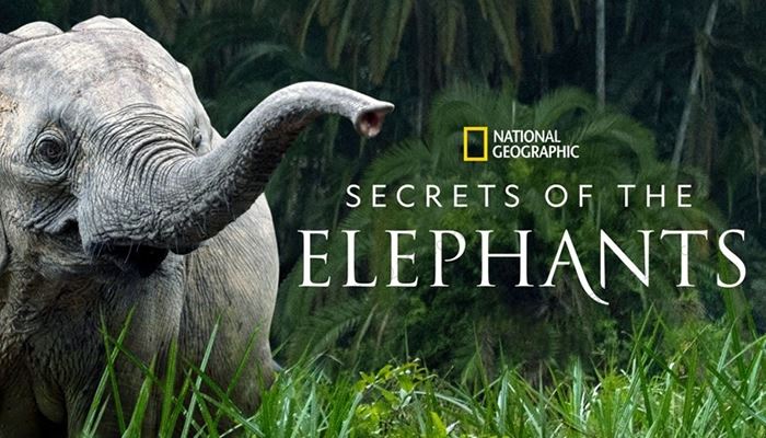 《大象的秘密Secrets Of The Elephants》第一季全4集英语英字科普纪录片 百度云网盘下载