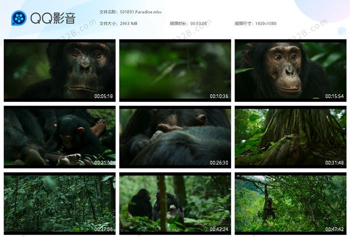 《黑猩猩帝国Chimp Empire》第一季全4集英语中英字科普纪录片 百度云网盘下载